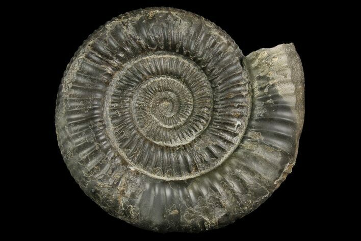 Ammonite (Dactylioceras) Fossil - England #174282